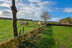 Camping De Menmoerhoeve - Kühe grasen auf einer Weide am Campingplatz