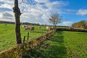 Camping De Menmoerhoeve - Kühe grasen auf einer Weide am Campingplatz