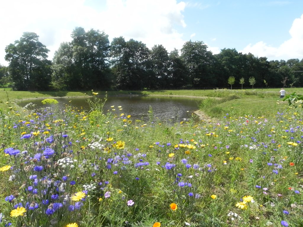 Camping De Oldenhove