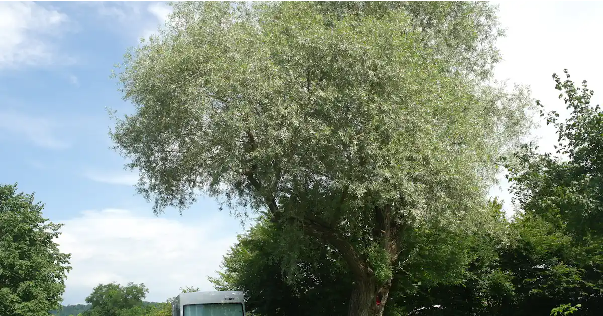 Camping De Oude Wilg photo 4