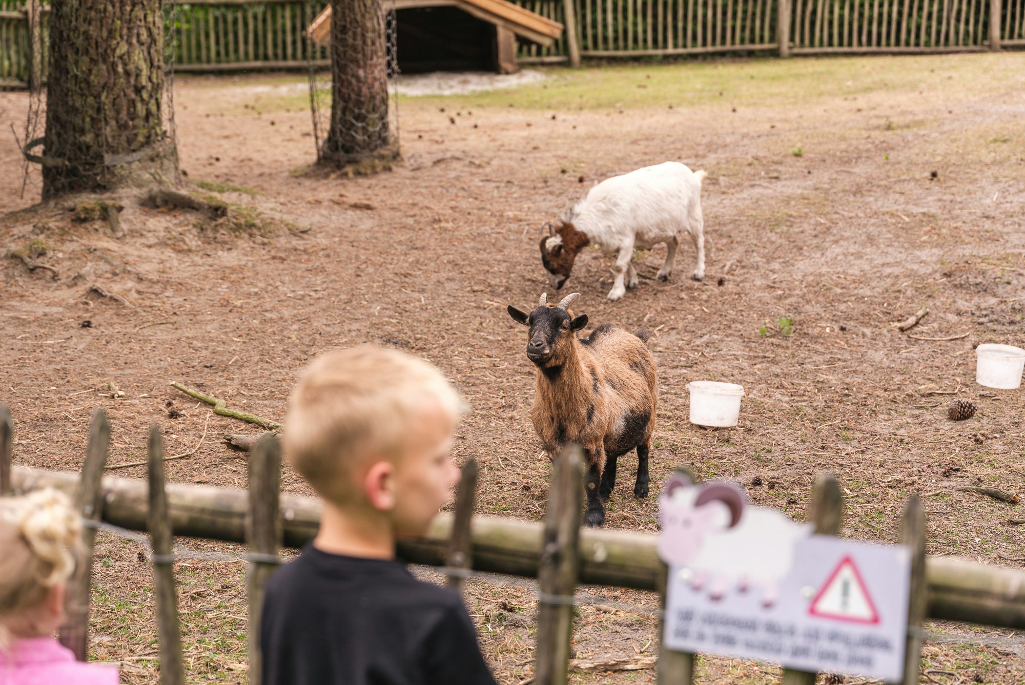 Camping De Paal - Streichelzoo mit Ziegen auf dem Campingplatz