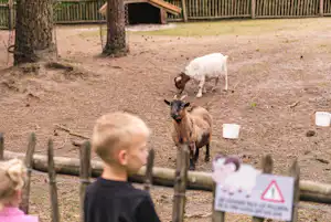 Camping De Paal - Streichelzoo mit Ziegen auf dem Campingplatz
