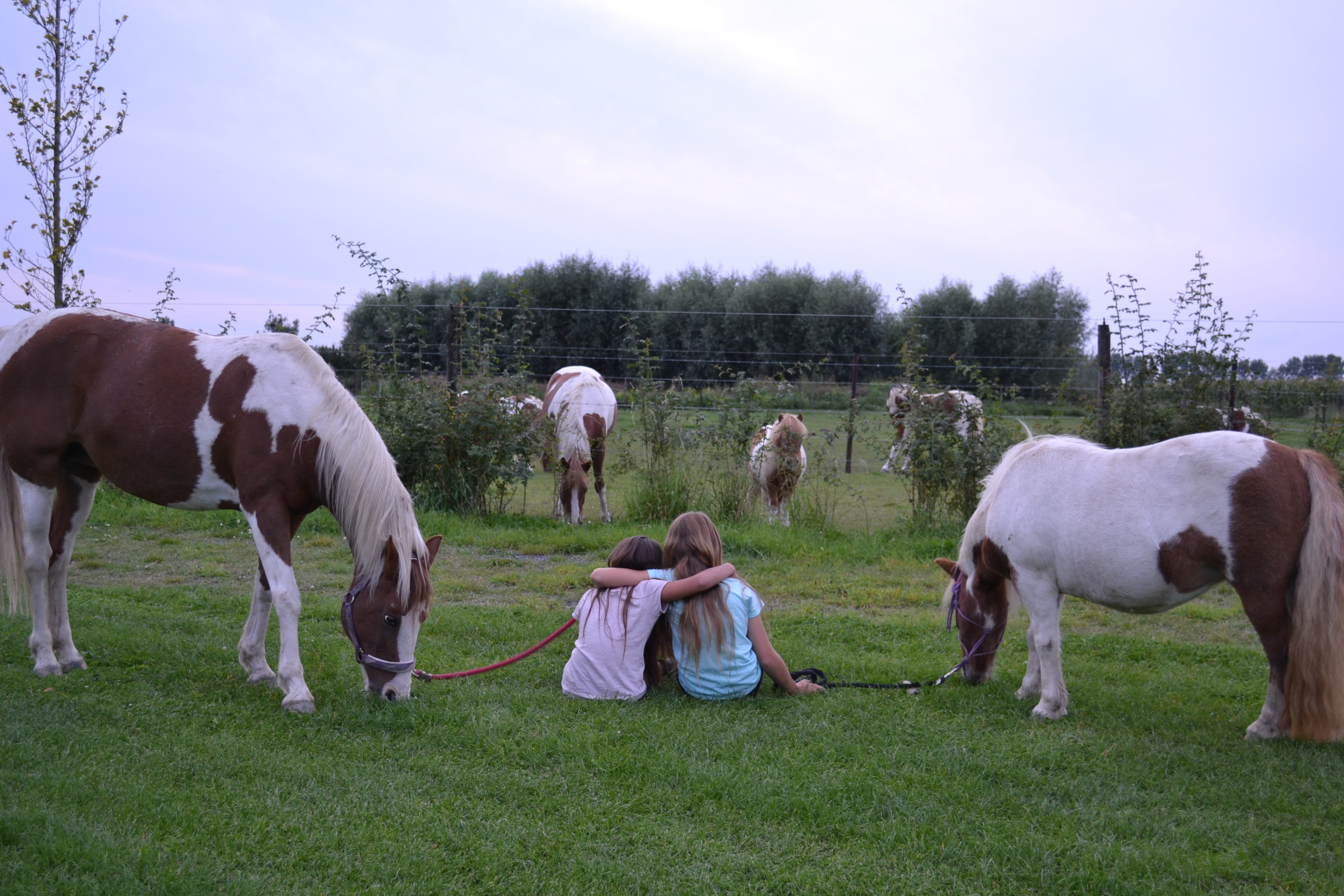 Camping De Paardenwei