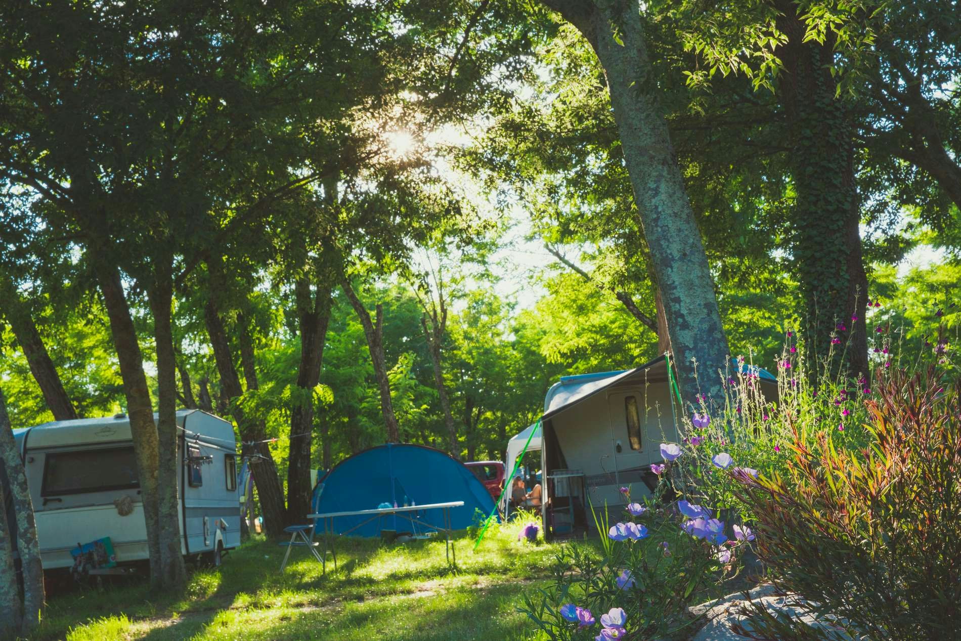 Zelte auf einem Campingplatz im grünen Wald, umgeben von Bäumen und Blumen am Wegesrand.
