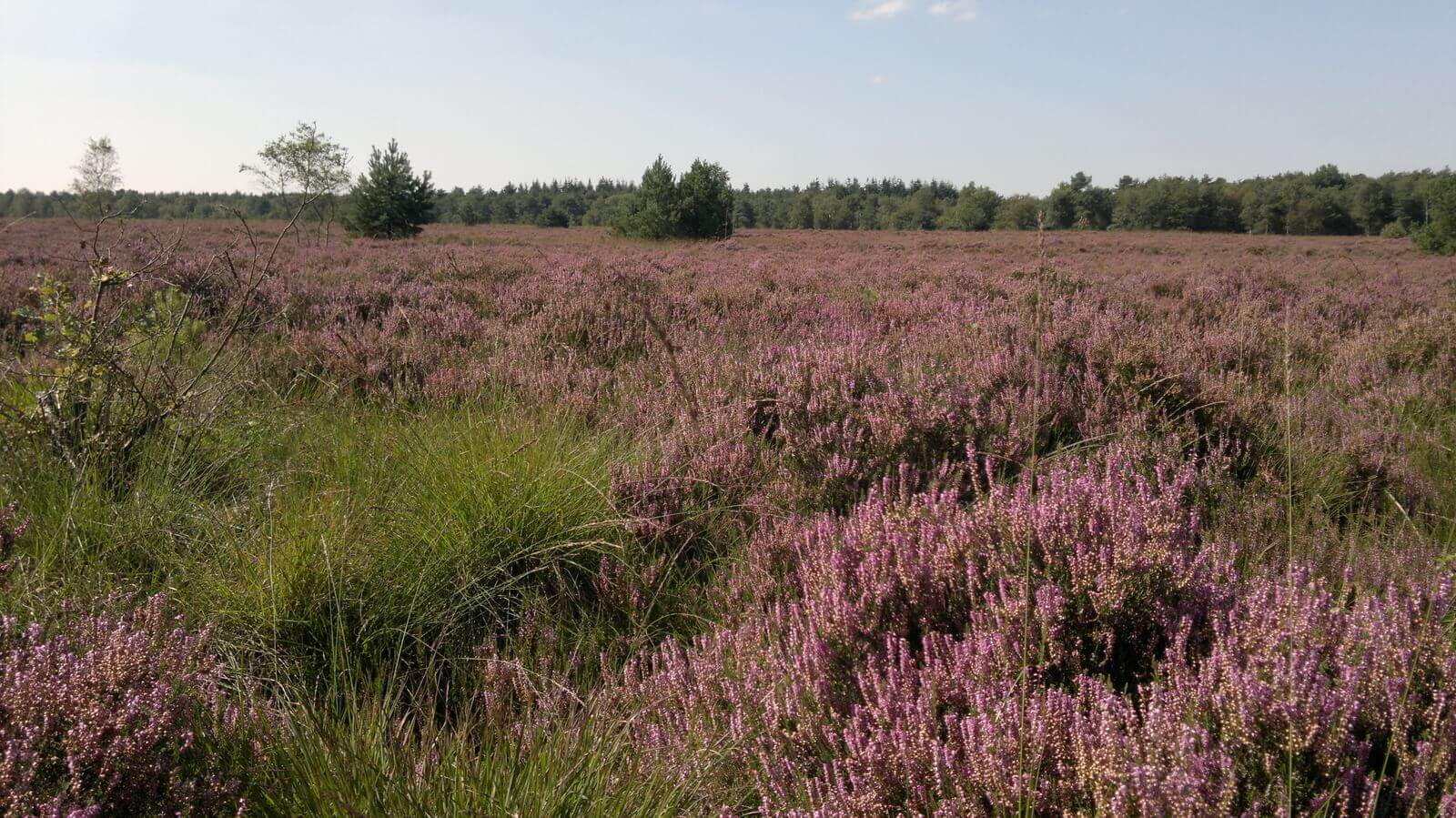 Camping de Posthoorn