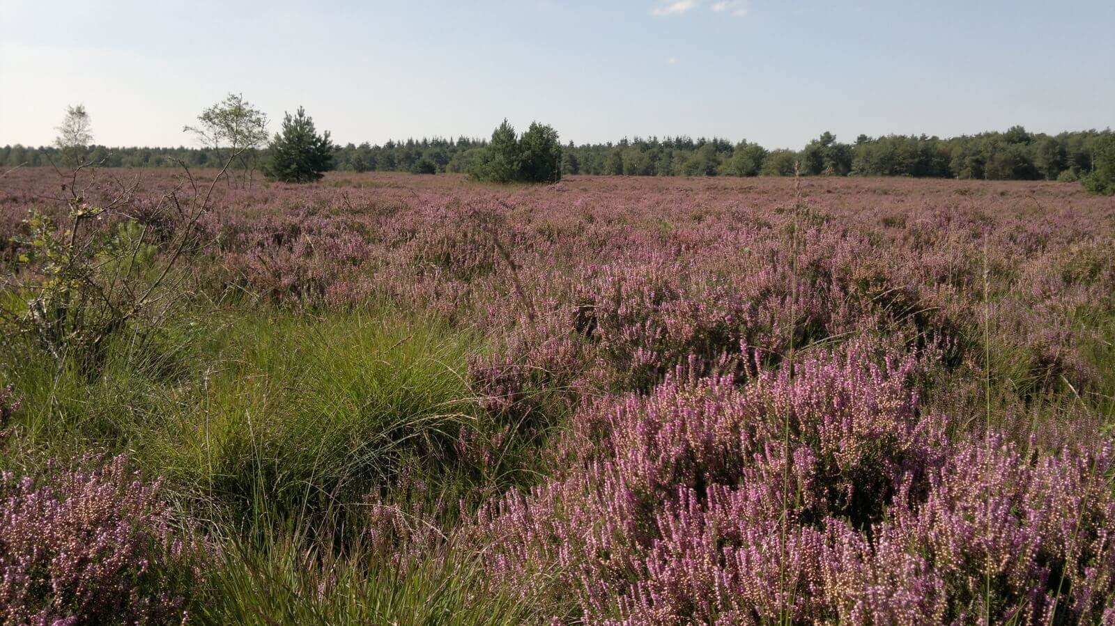 Camping de Posthoorn