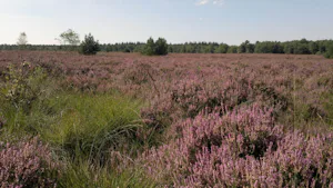 Camping de Posthoorn