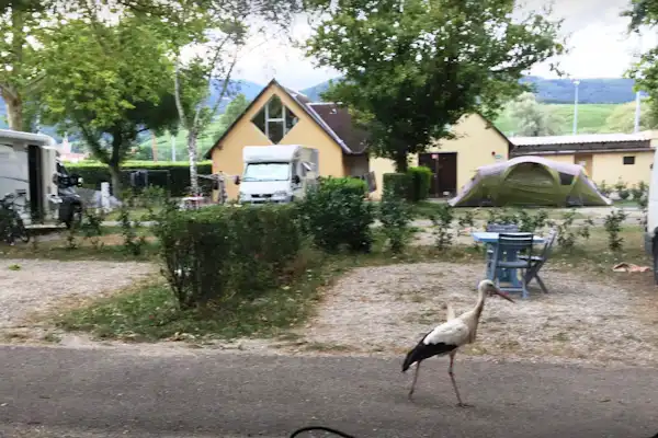 Camping de Riquewihr