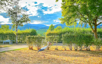 Camping de Riquewihr