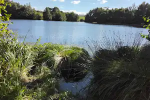 Seeufer mit Schilf und Gras im Vordergrund, ruhiges Wasser und Bäume am gegenüberliegenden Ufer.