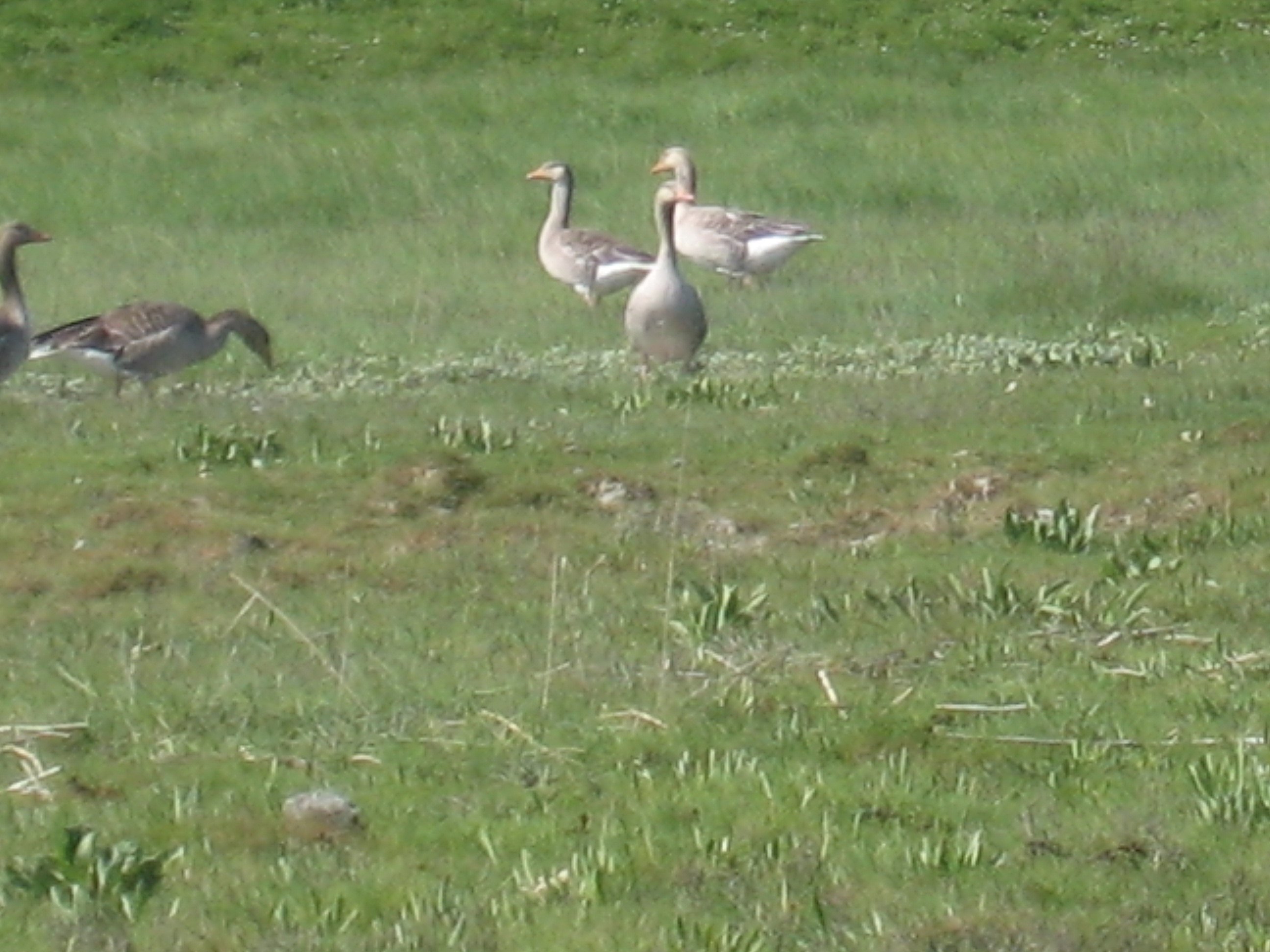 Camping De Stropielekker
