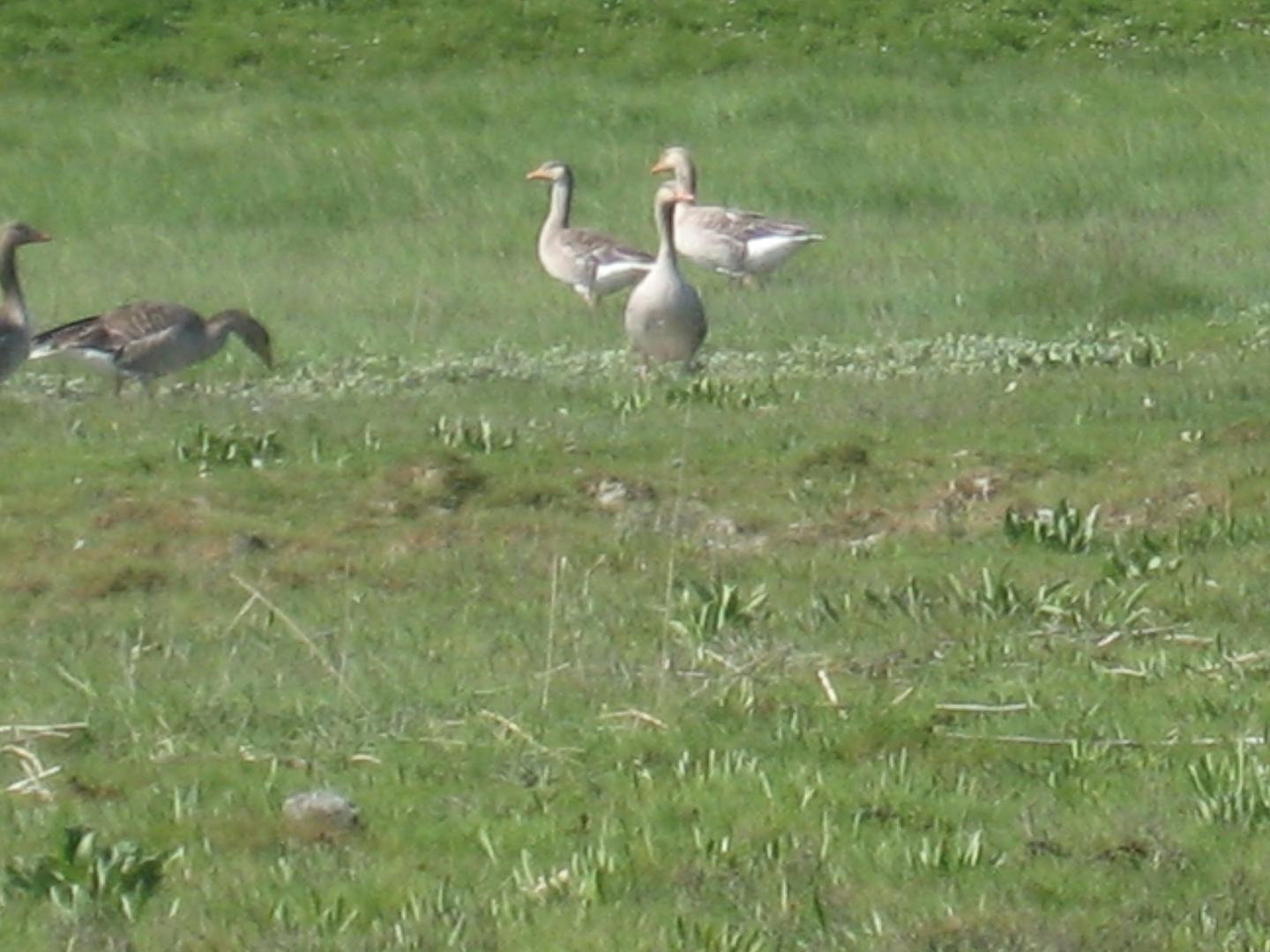 Camping De Stropielekker