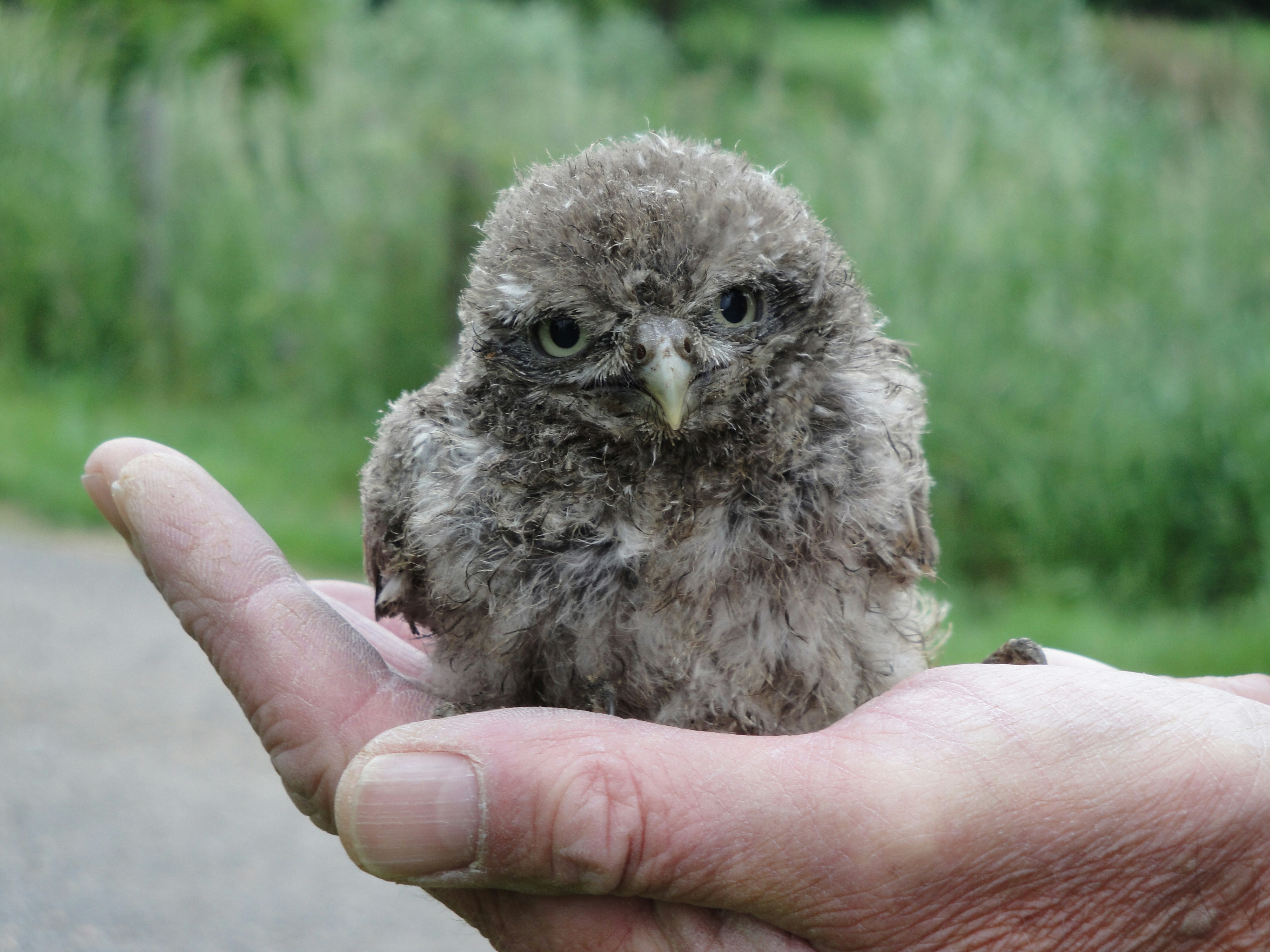 Camping De Stropielekker