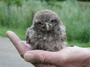 Camping De Stropielekker