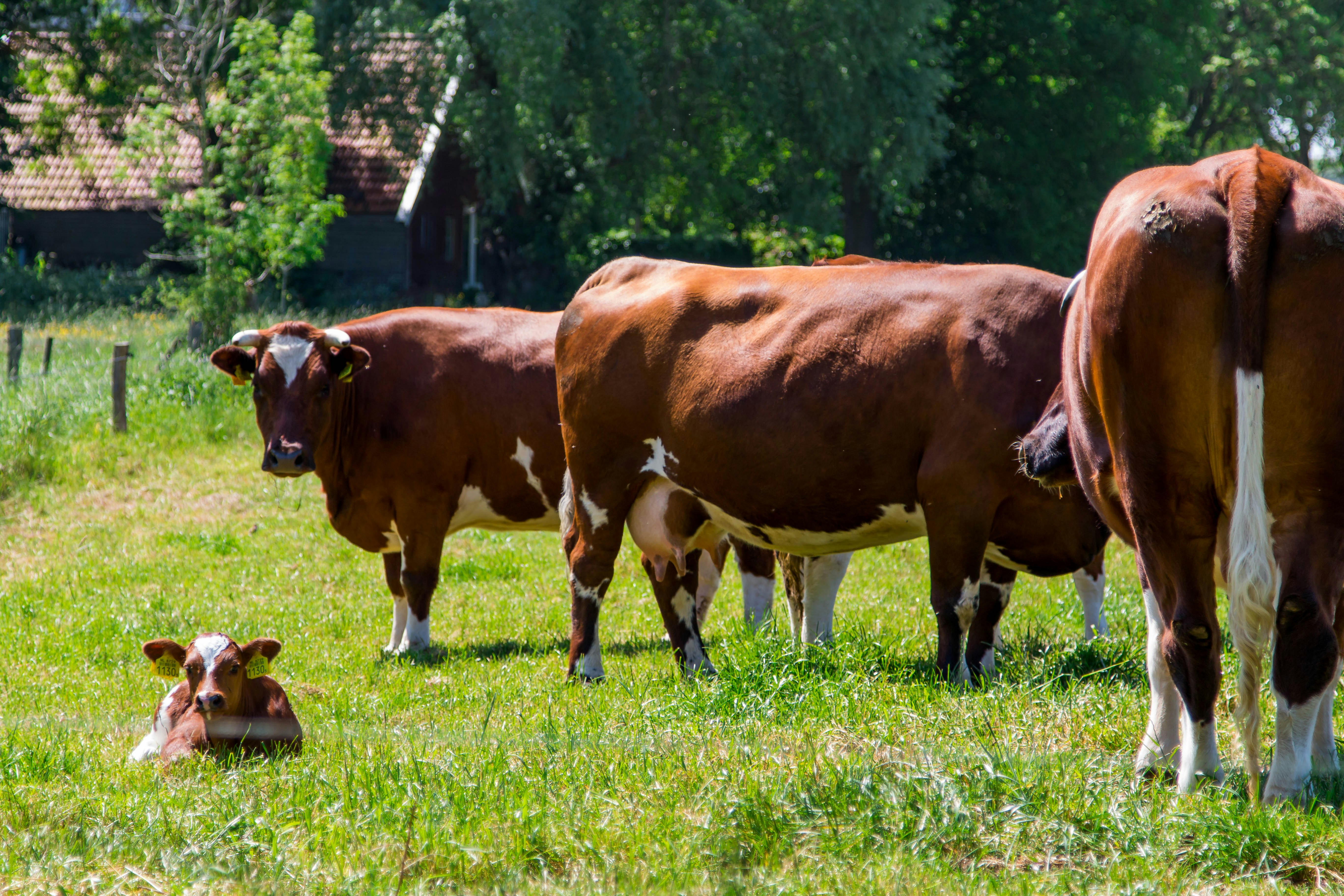 Camping De Stuurmanskolk