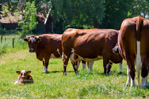 Camping De Stuurmanskolk