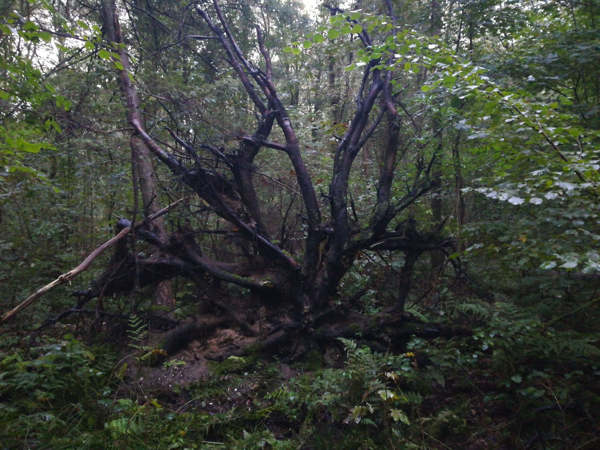 Recreatiepark de Voorst