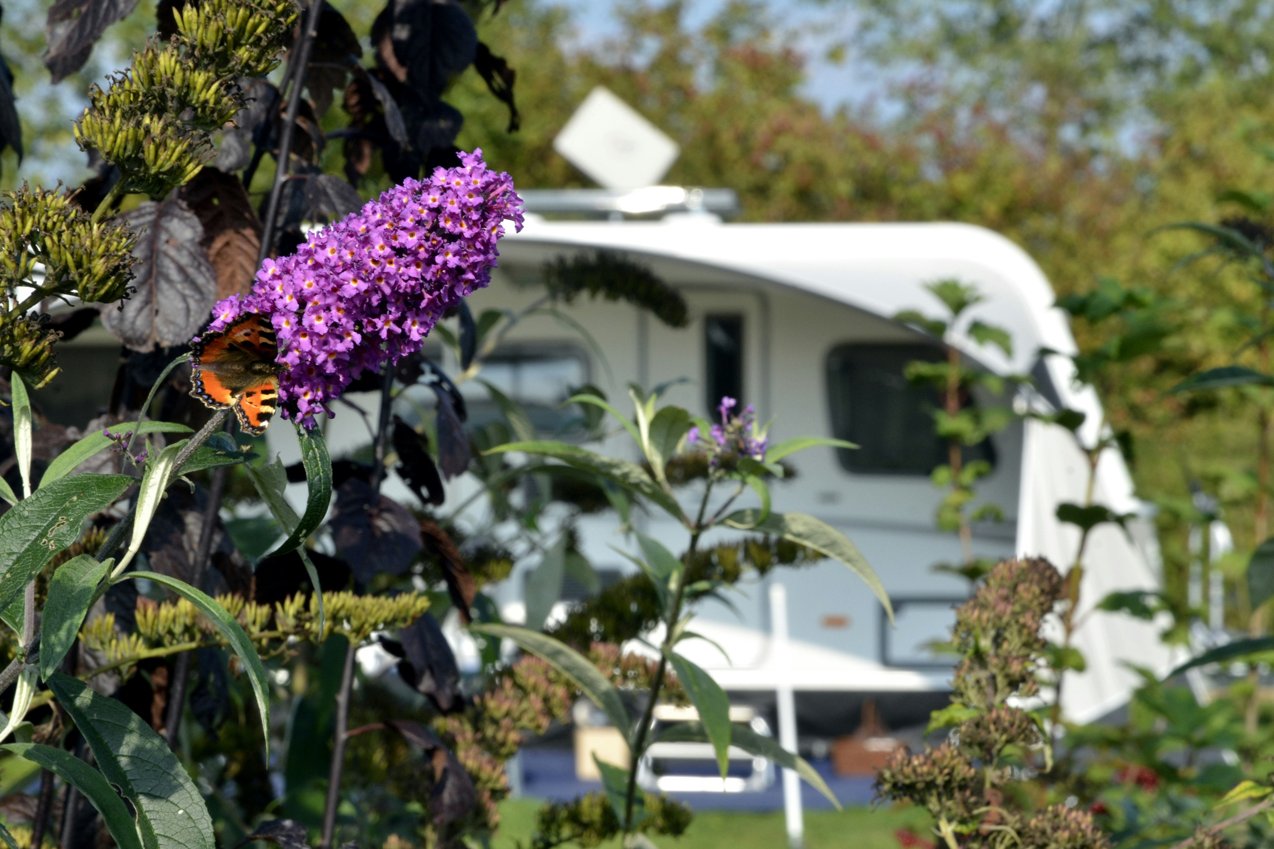Camping de Waterjuffer - Standplätze auf dem Campingplatz