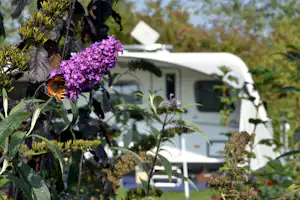 Camping de Waterjuffer - Standplätze auf dem Campingplatz