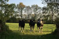 Camping De Wedze - drei Kühe 