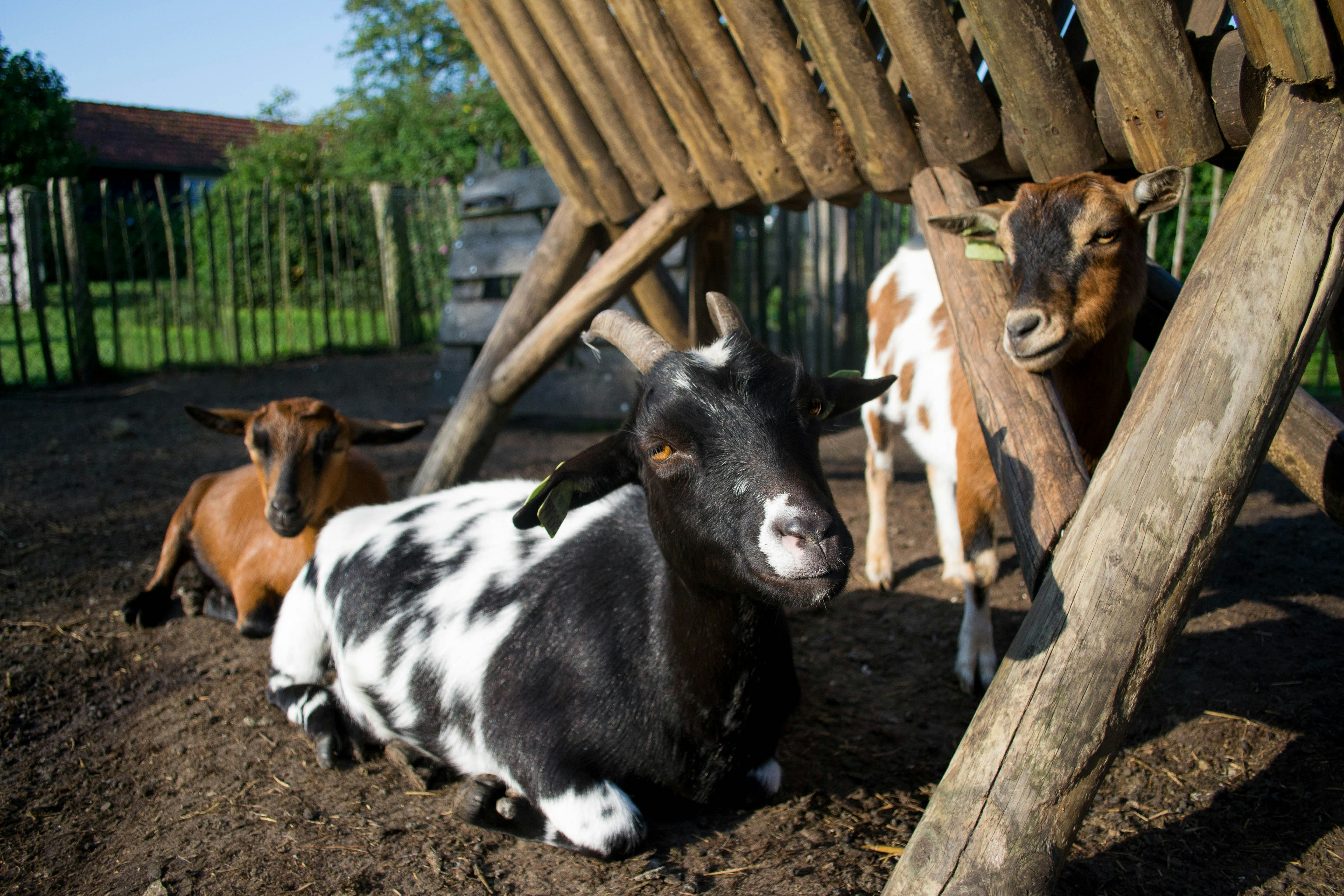 Camping De Zandkant  - Ziegen im Streichelzoo des Campingplatzes