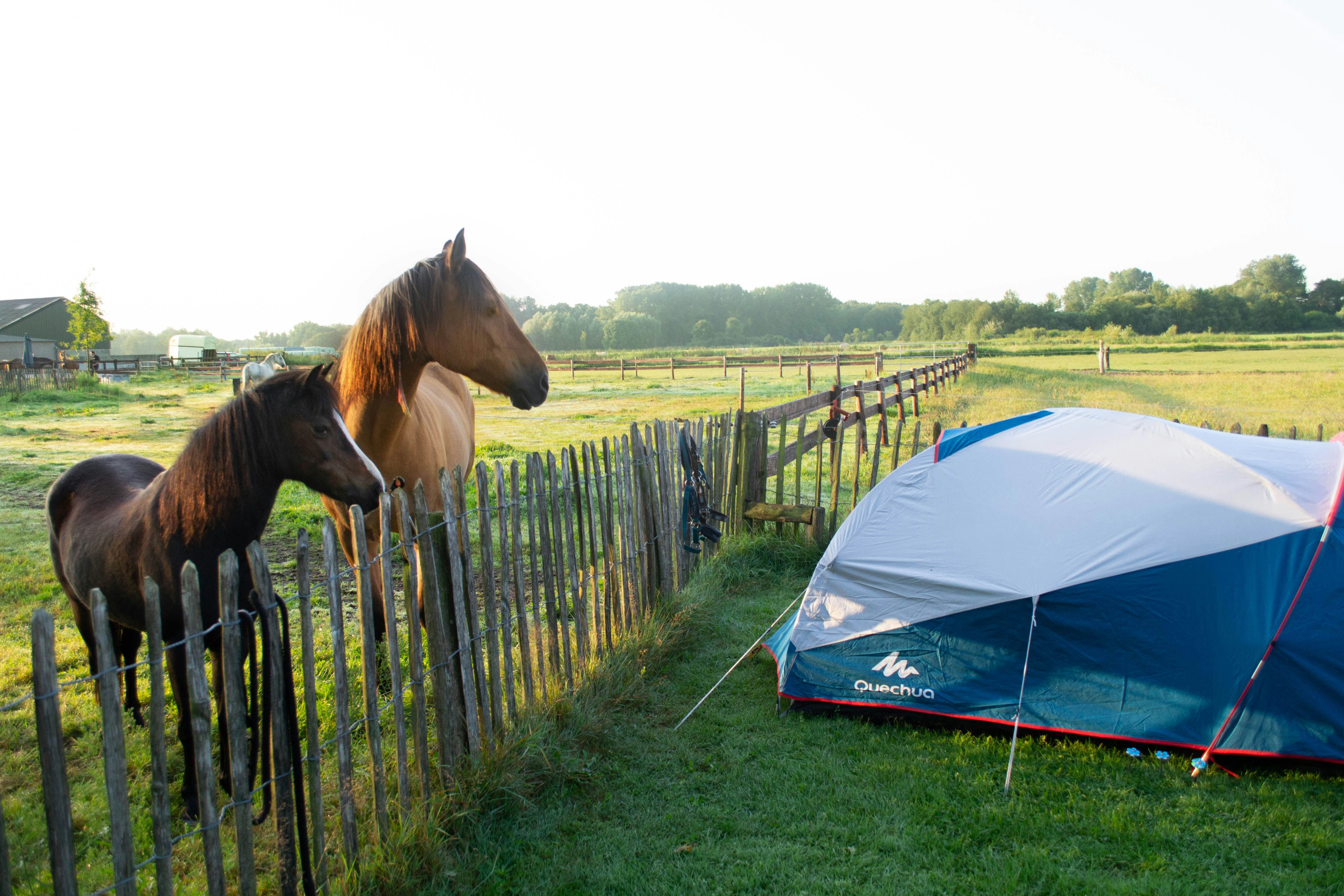 Camping De Zandkant - Zeltplatz neben der Pferdewiese