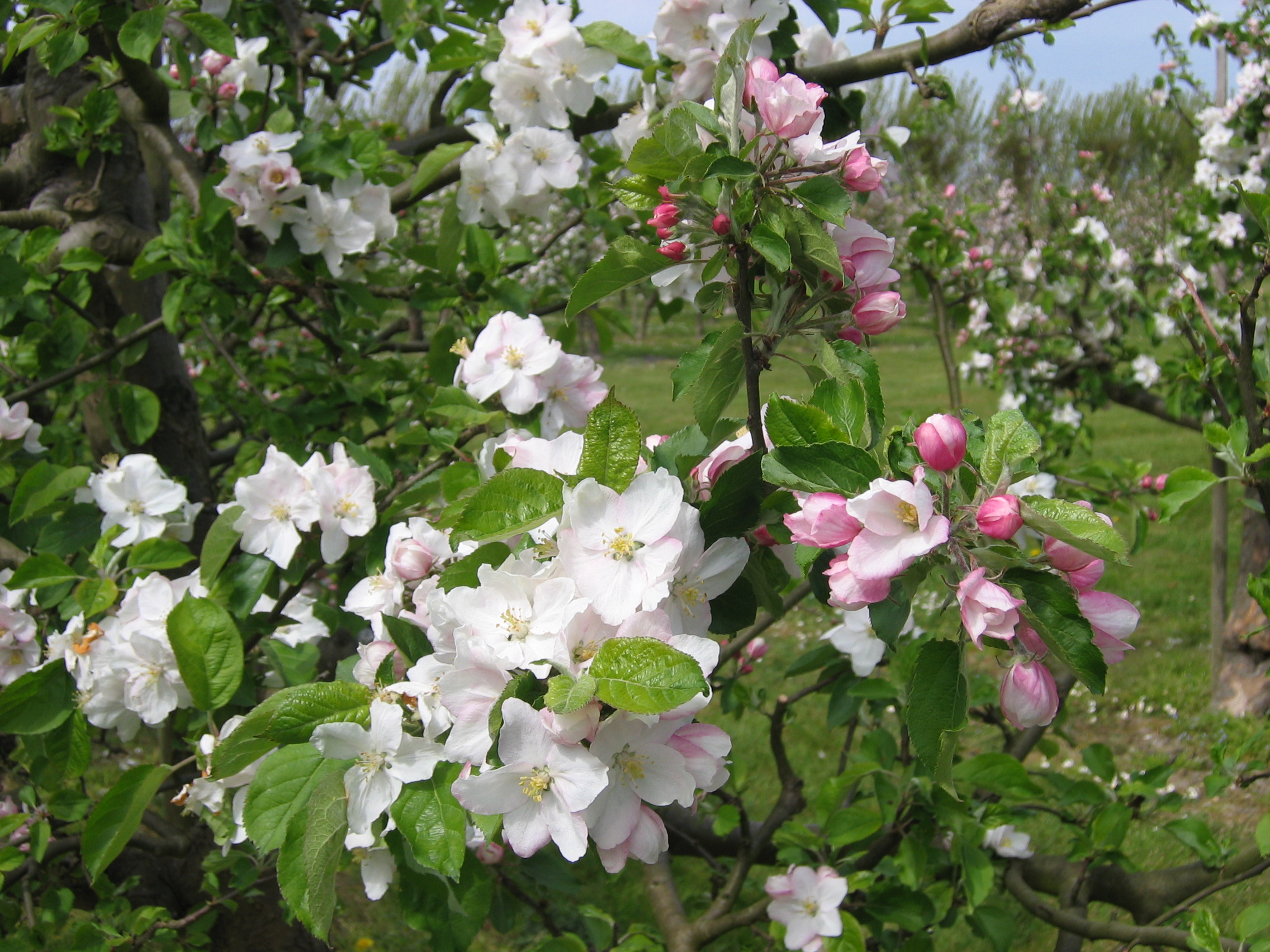 Camping De Zeeuwse Vlag