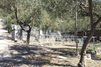 Camping degli Ulivi - Wohnwagen- und Zeltstellplatz unter Bäumen