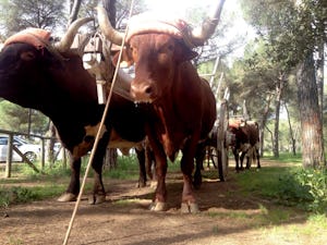 Camping Dehesa Nueva