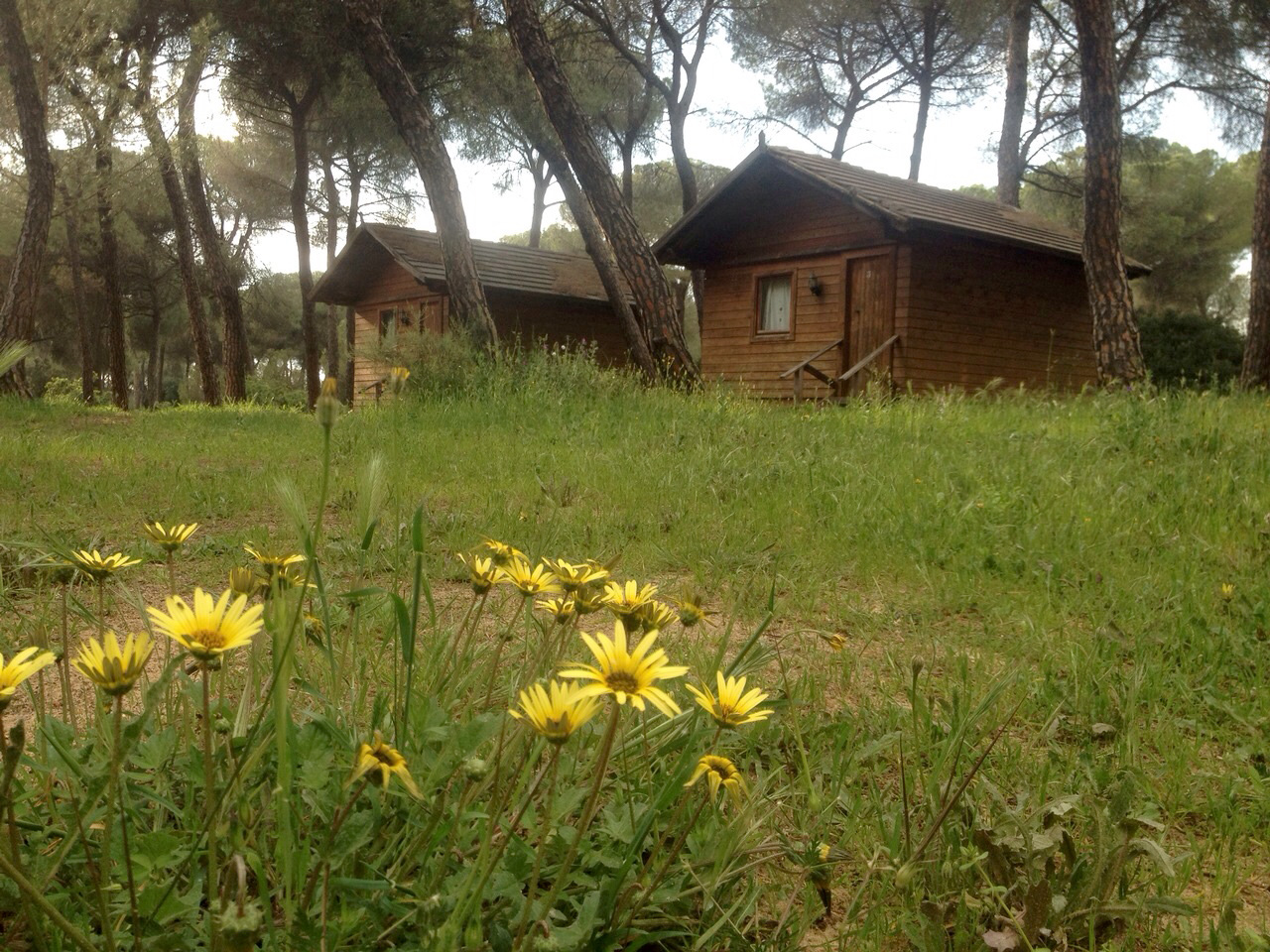 Camping Dehesa Nueva