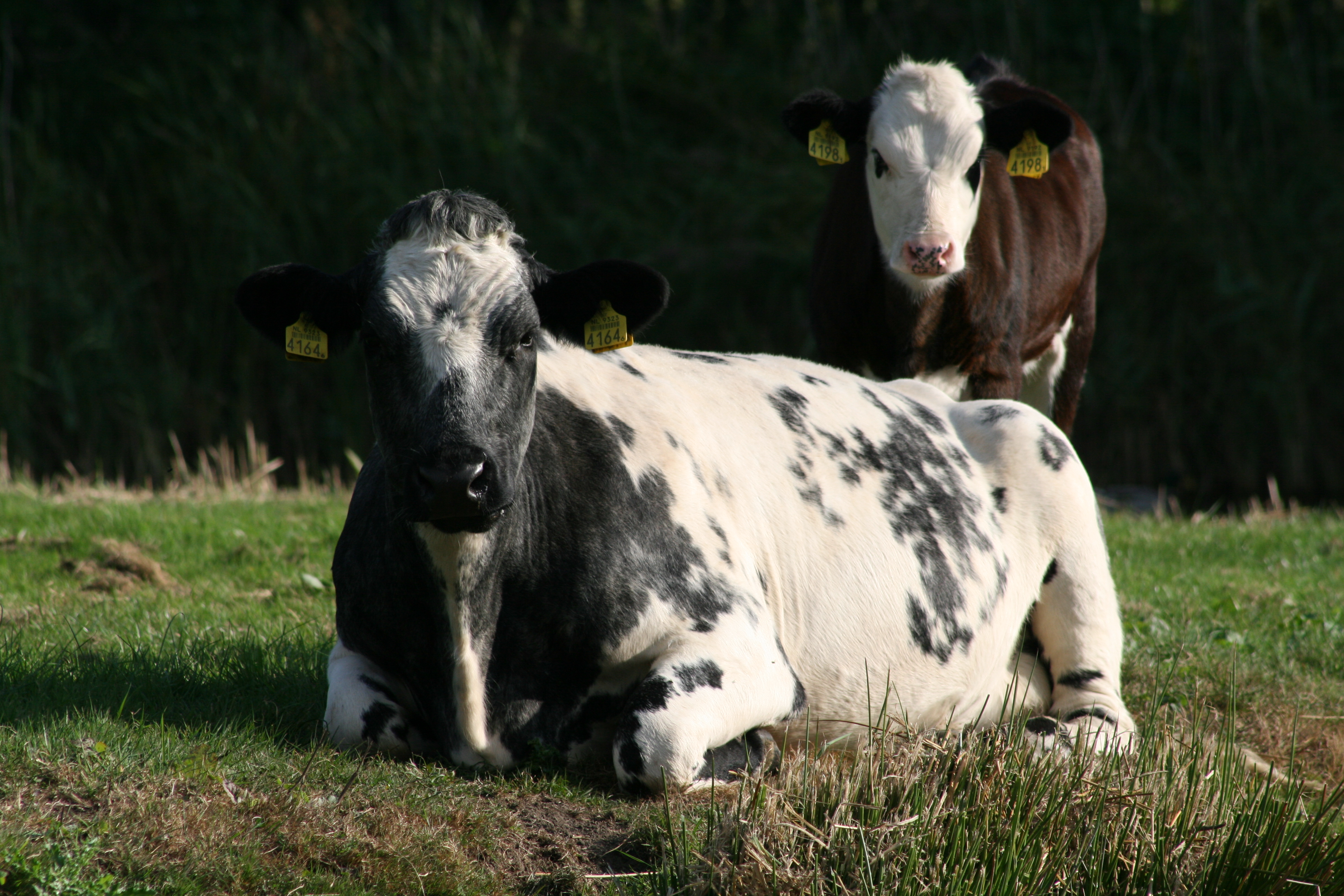 Camping Delflandhoeve