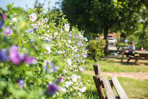 Camping des Barolles - Blühende Natur auf dem Campingplatz