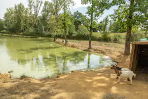 Ziege am Ufer eines Sees im Campingbereich, mit Bäumen und Gras am sandigen Strand.
