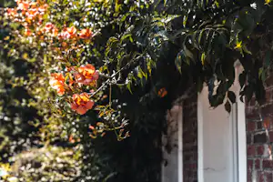 Camping Des Hortensias - Blumen auf dem Campingplatz