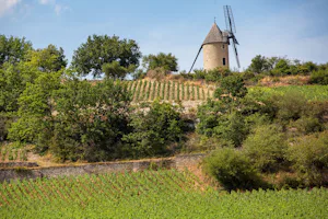 Camping de Santenay - Weinberge in der Umgebung des Campingplatzes