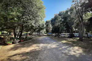 Campingweg zwischen hohen Bäumen, links Pflanzenkübel und rechts Wohnwagen, Wohnmobile und Stellplätze entlang der Straße.
