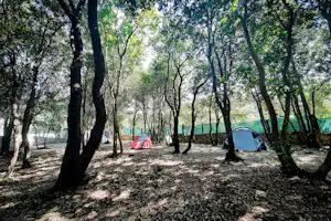 Zelte im Wald auf einem Campingplatz zwischen hohen Bäumen, mit freiem Boden und Licht durch die Blätter.