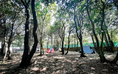 Camp Diana