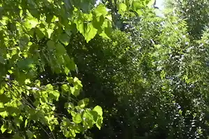 Camping d'Ibarron - Wohnwagenstellplätze im Grünen auf dem Campingplatz