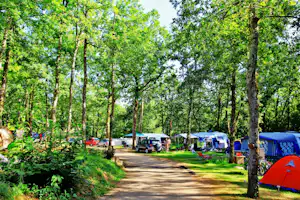 Camping Domaine de Fromengal - Standplätze zwischen den Bäumen auf dem Campingplatz