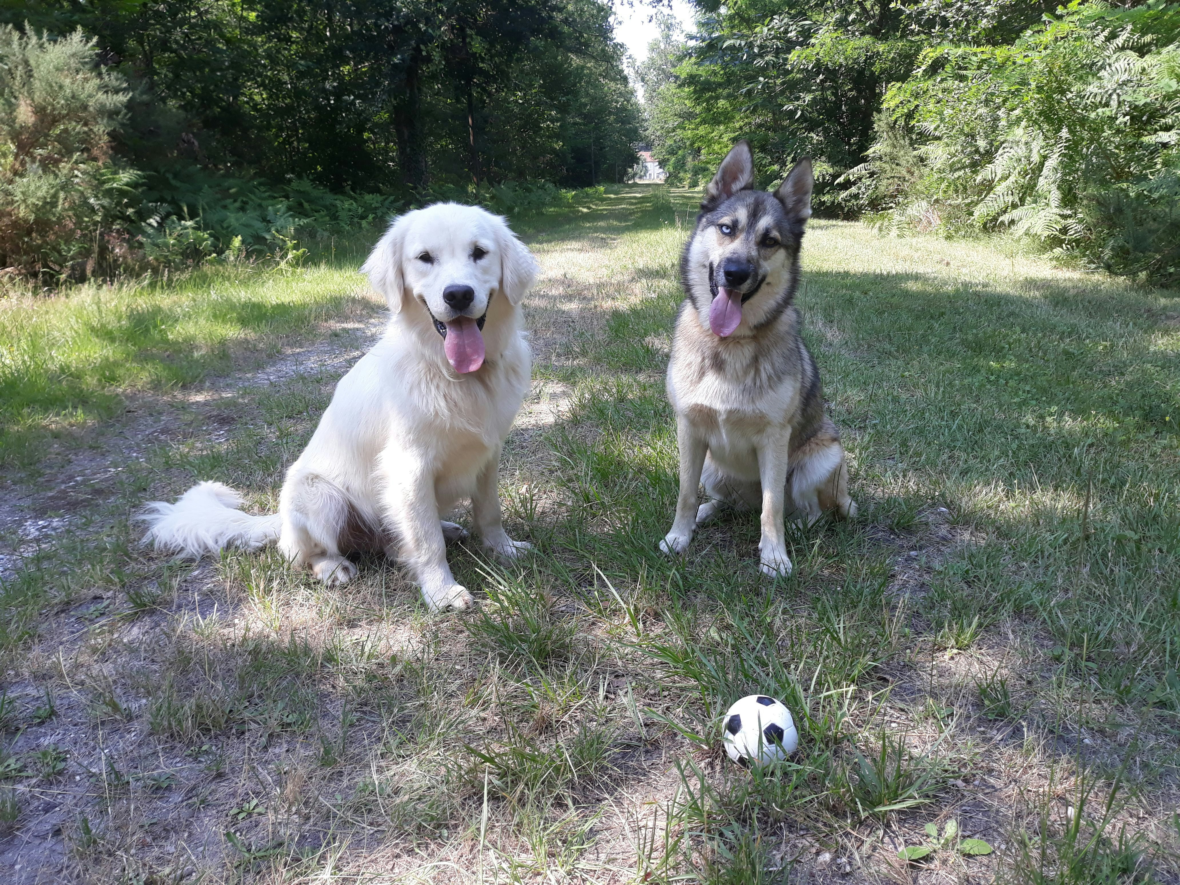 Zwei Hunde sitzen auf einer Wiese am Weg im Grünen, im Hintergrund Bäume und Sträucher.
