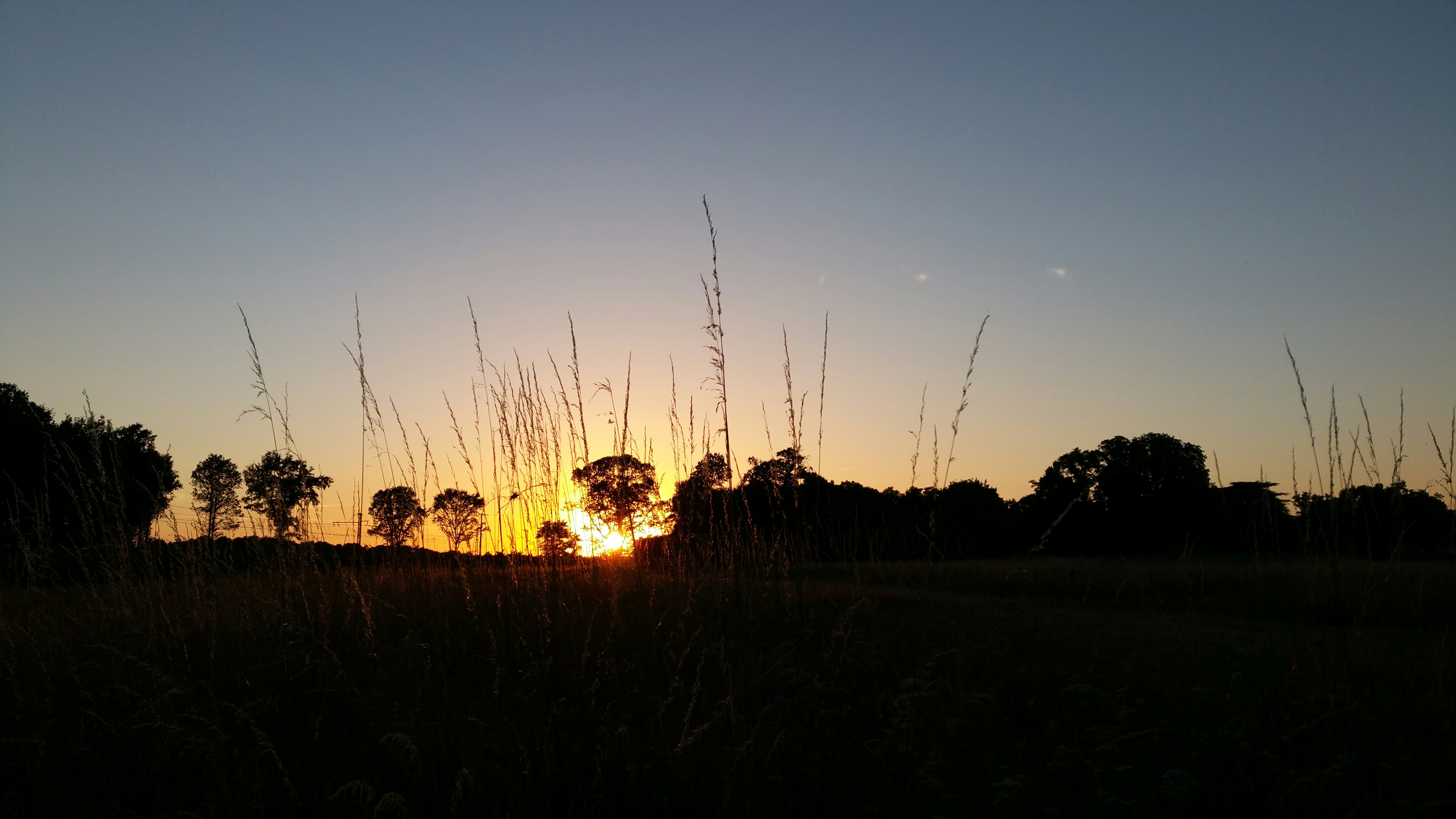 Sonnenuntergang über einem Feld mit hohen Gräsern und Baumreihe am Horizont.
