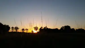 Sonnenuntergang über einem Feld mit hohen Gräsern und Baumreihe am Horizont.