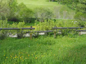 Grünes Campinggelände mit Wiese, gelbem Blumenbewuchs und Holzzaun, dahinter Bäume und ein bewaldeter Hang.
