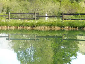Holzzaun am Campingplatz am Ufer eines kleinen Teichs, umgeben von grünem Gras und Bäumen im Hintergrund.