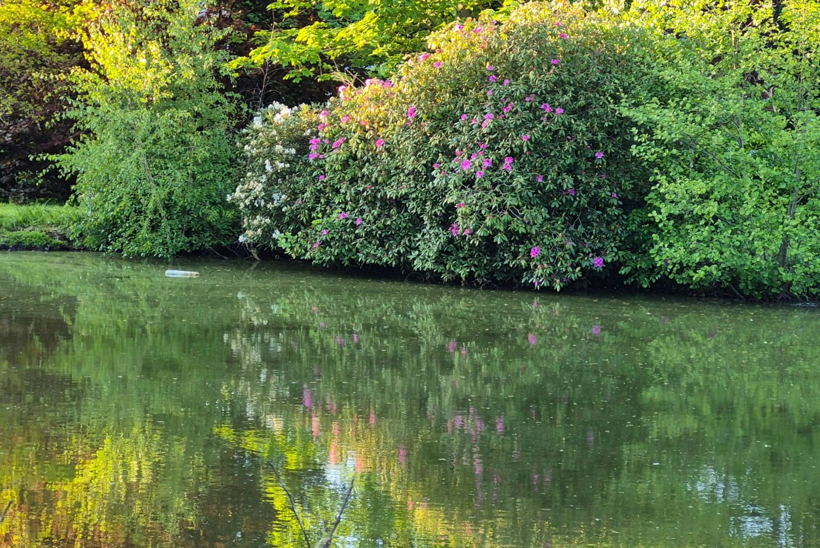 Camping Dörpen - Blick auf den Weiher umgeben von blühenden Büschen