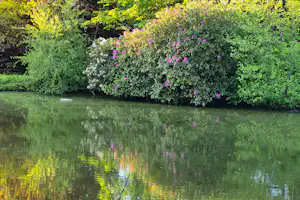 Ruhiger See mit Spiegelung im Wasser und dichtem Ufergrün mit bunten Sträuchern und Bäumen.