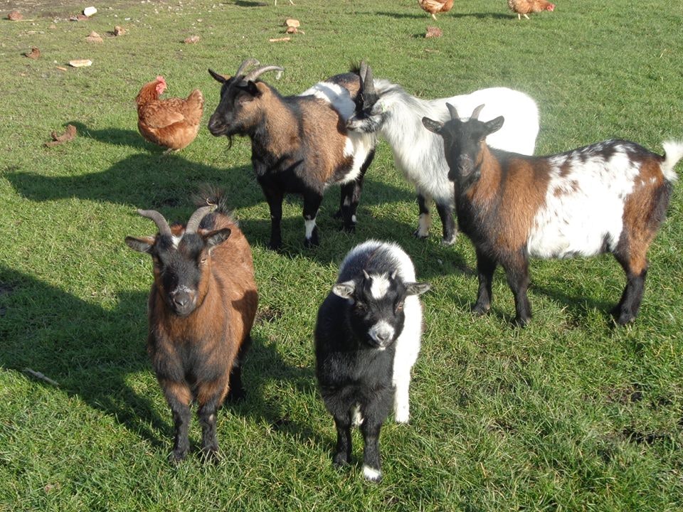 Camping d'Oute Poppe