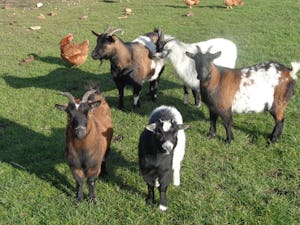 Camping d'Oute Poppe