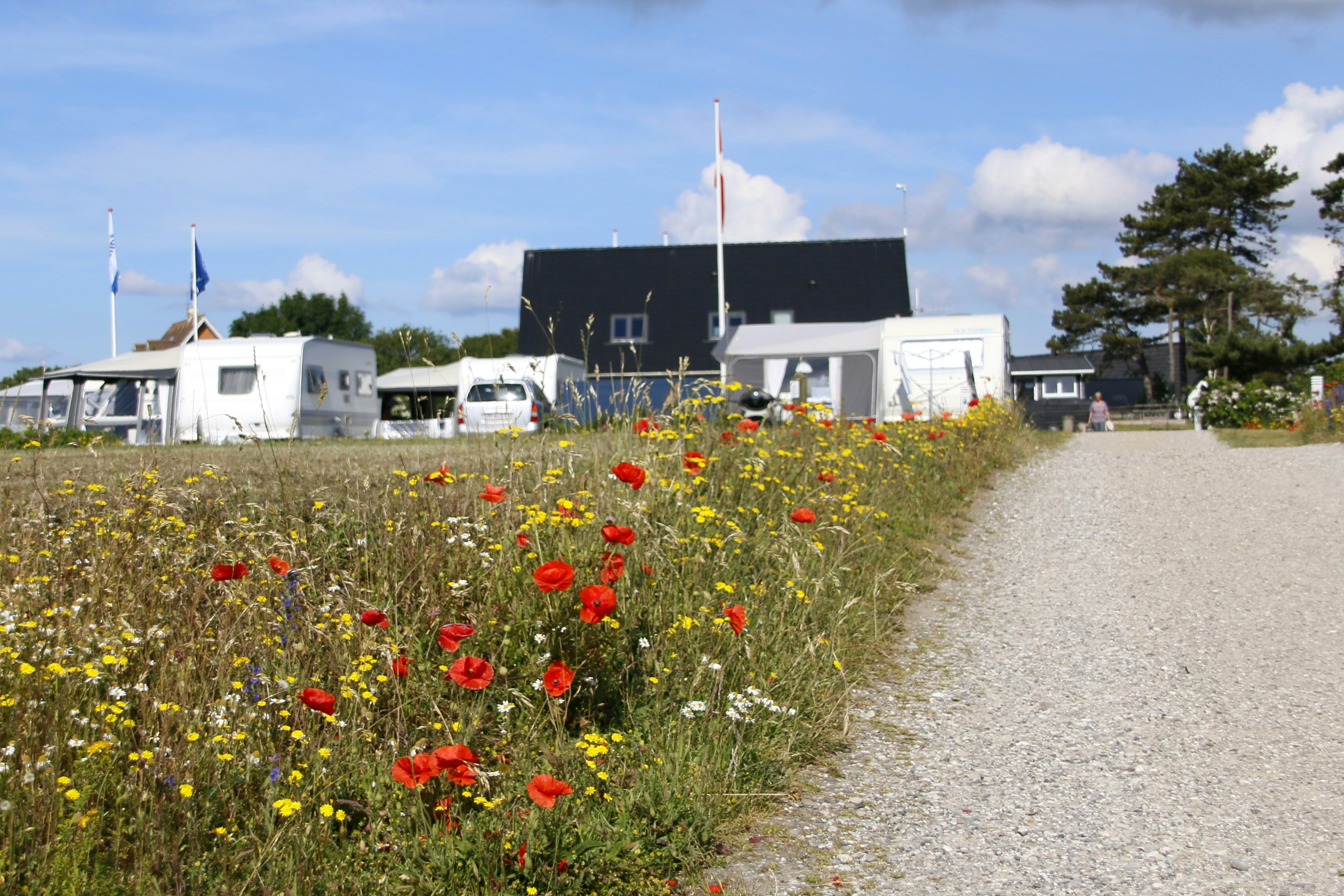 Camping Dråby Strand  -  Stellplatz vom Campingplatz an geblümter Wiese